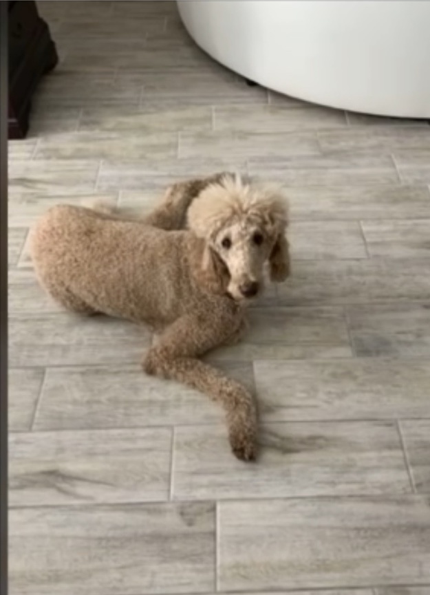 Wong, a standard poodle, lying on a tile floor